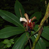 Hellenia speciosa (J.Koenig) S.R.Dutta